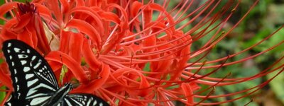 The Island where Red Spider Lilies Bloom